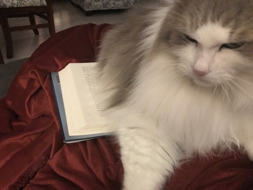 diagonally: My cat is problematic: she won’t let me read :/