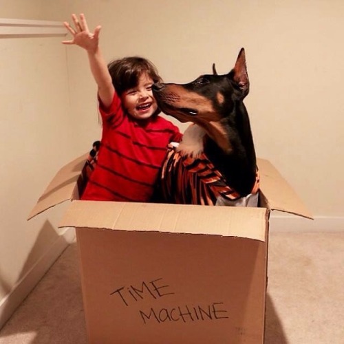 dailydoseofdoberman: Some more cuteness :)