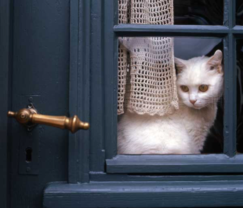  ⚜Esthetique⚜ |  Kitten by the window