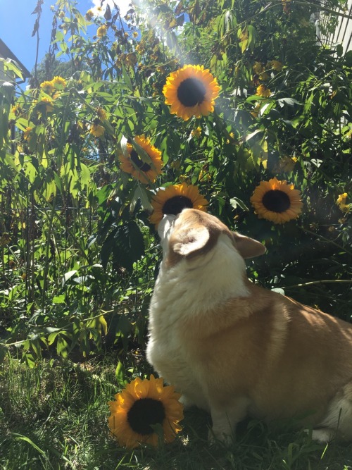 skypig357: americansweetpea: scampthecorgi: Don’t worry, be happy! @skypig357 I’m so hap