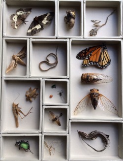 forestferncreations:  bluereverie:  These are a few of the specimen I’ve collected that I can’t part with to make things to sell.  Starting at the top right I have a male and female buck moth, a cicada that died mid-molt, a frog, a tersa sphinx moth,