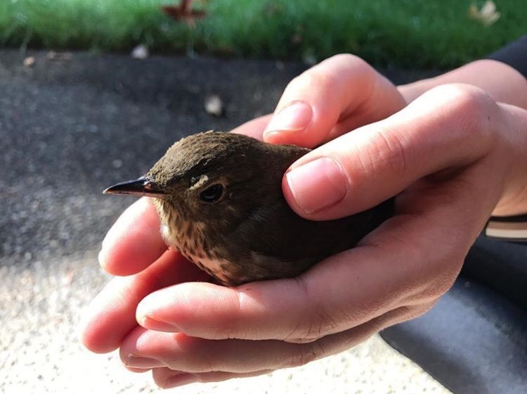 collxtion:  ladygagas:@ladygaga: This little baby bird ran into my window today.
