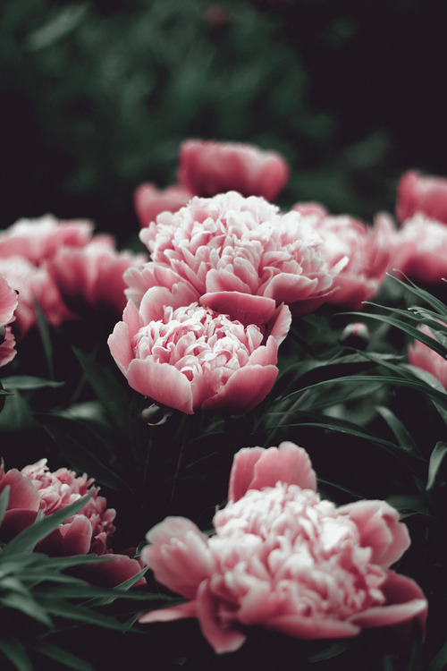 d3cib3l:  credit:  vintage blog  ◆