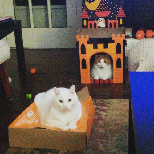 #halloween #cats and thier new house. And the box it came in. https://www.instagram.com/p/CG8rWoRgxz