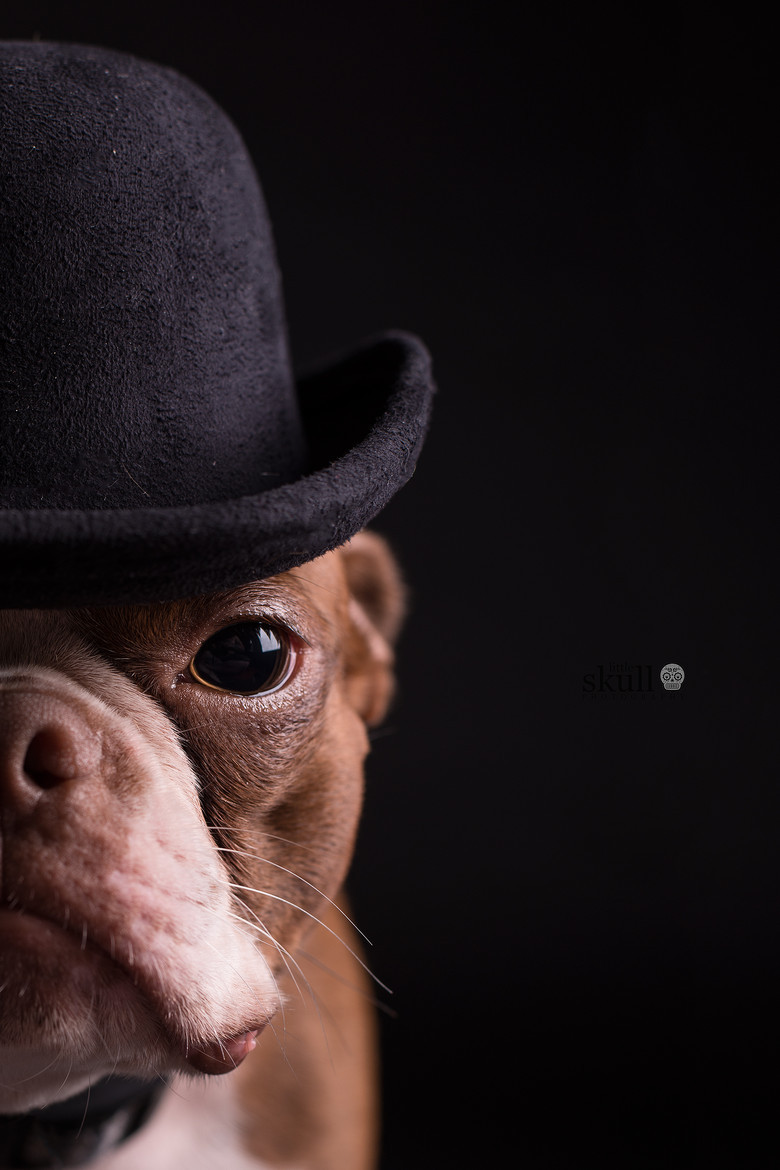 whatisaurlidonthaveone:Stella Thug~. ⭐~From MostlyDogs.tumblr