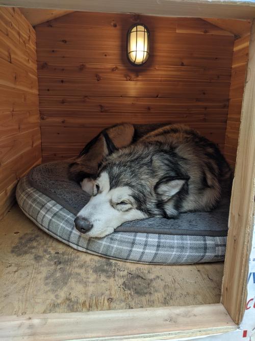 cutepetsuwu:My Alaskan Malamute puppy Chinook in his cedar house