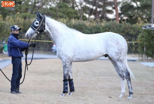all-the-horses: Gold Ship Stay Gold x Point Flag Thoroughbred, Stallion Born 2009
