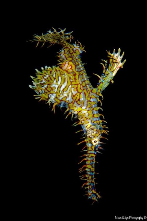 Yellow and Orange variationsOrnate Ghost Pipefish (Solenostomus paradoxus) - Dauin, Philippines