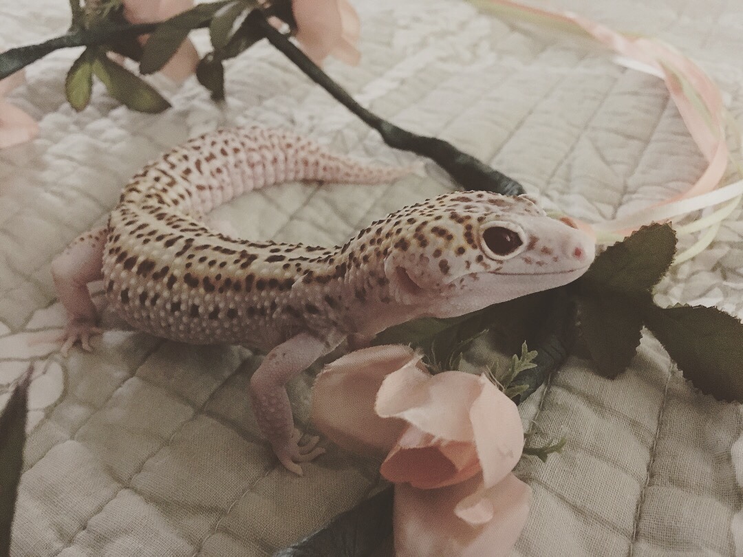 geckomancyy:Flower crown Bijou~