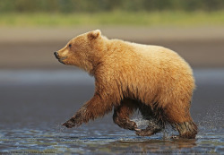 Fuck-Yeah-Bears:  Grizzly Cub By David Hemmings