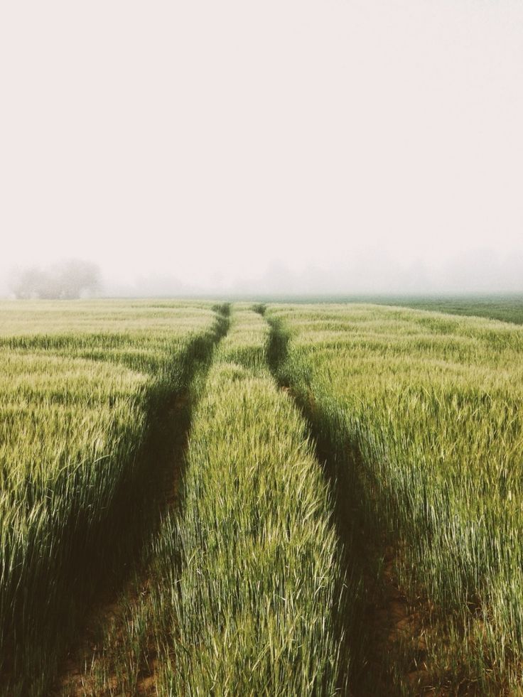 GROW TOWARDS IT