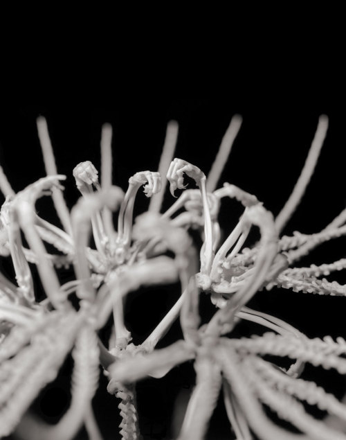 odditiesoflife:Bone FlowersAll of these flowers are made from real bones of mice and rats. Japanese 