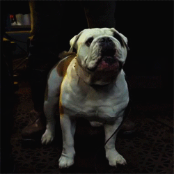 Your Opinion On Pugs/bulldogs/other Brachy Breeds