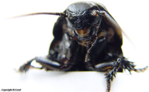 Madagascan Hissing Cockroach (Gromphadorhina portentosa). These large roaches can produce sever