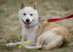 sheeba-inu:  Nakita (by National Mill Dog Rescue)