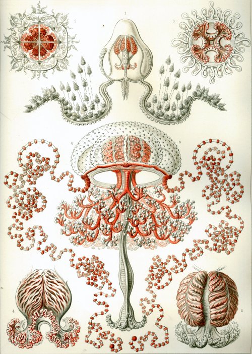 Ernst Haeckel&rsquo;s Kunstformen der Natur Amongst 100 other prints, Ernst Haeckels Cnidaria dr