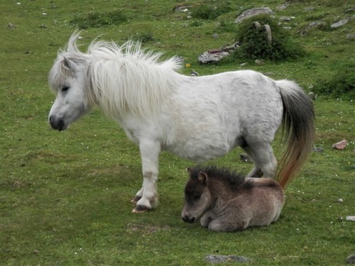 brygarth:Our youngest mum, Brygarth Glimmer, with her baby Linus ~Like our facebook ‘Brygarth Shetla