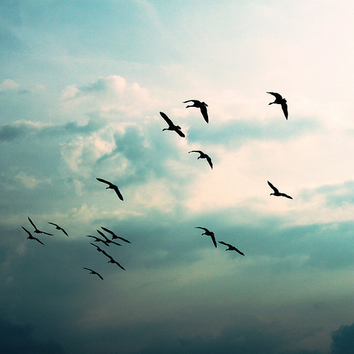 kaaamilkaaa:  Fly away, and be free ☆ в We Heart It http://weheartit.com/entry/83330764/via/as_kamilytea