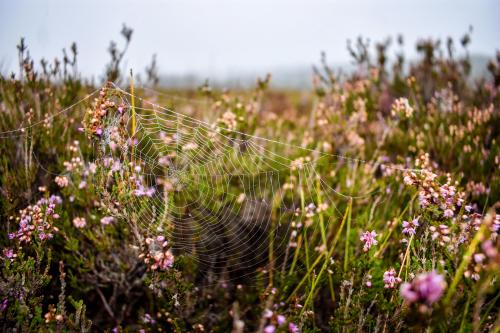 blondebrainpower:Dewfall on Cobweb, Wicklow