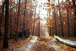 Sweet Escape