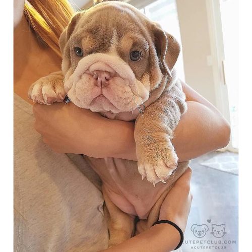 cutepetclub:From @sophiebulldogg: “The cutest wrinkle butt in all the land!” #cutepetclub [source: h