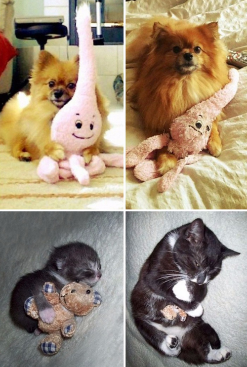 Porn Pics tastefullyoffensive:  Cats and Dogs Growing