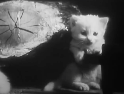zoubazou:The Private Life of a Cat is an experimental short film by Alexander Hammid and Maya Deren 