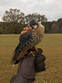 awwww-cute:  Proud mini falcon (Source: http://ift.tt/2AGwjir)