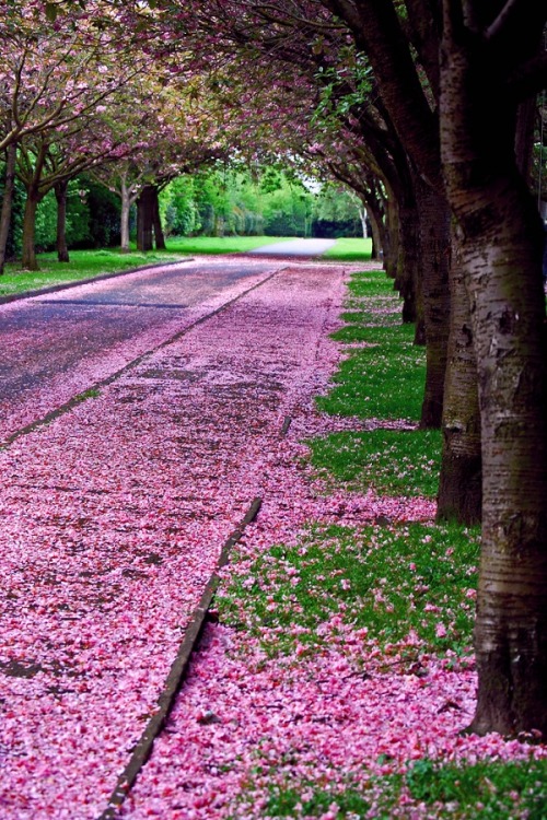 wolverxne: Cherry Blossom Path // by: [Stewart Whit]