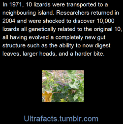 ultrafacts:  (Fact Source) Follow Ultrafacts