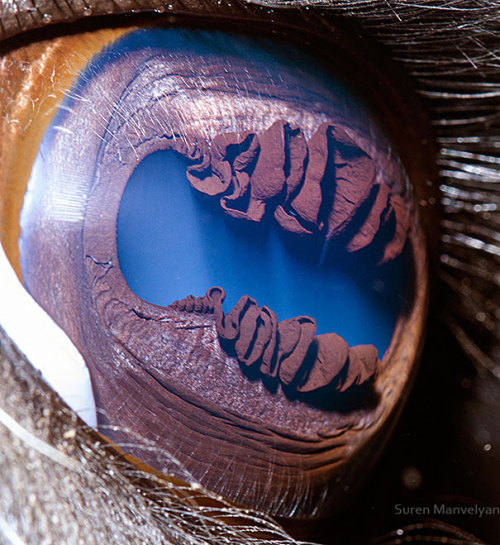 Macro closeups of animal eyes