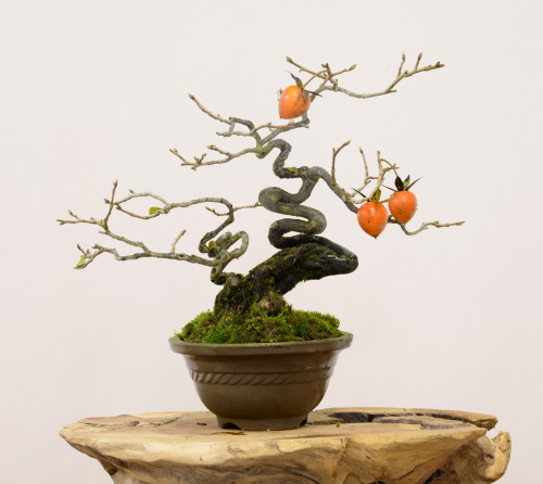 mt-satsuki:  老鴉柿（老爺柿、姫柿）の盆栽 Old Crow Persimmon (Princess Persimmon) bonsai 2013.11.23 撮影 