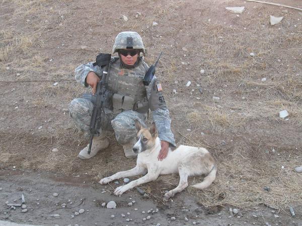 dogjournal:  SOLDIERS PROTECT THREE-LEGGED DOG IN IRAQ AND ARRANGE FOR ADOPTION IN