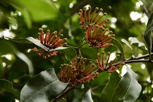 2.5.17 - Stenocarpus sinuatus - the &ldquo;firewheel&rdquo; tree! One of my favorite discoveries of 