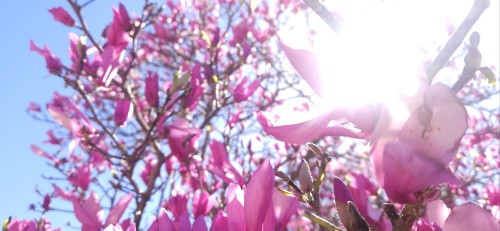 And Here Are Some More.. These Are Japanese Magnolias. I Don't Know What The Last Tree Was, I Forgot