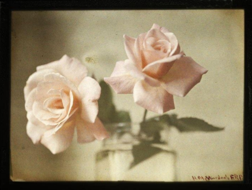 dame-de-pique: Photograph by Helen Messinger Murdoch, ‘still life with two pink roses’, c.1914