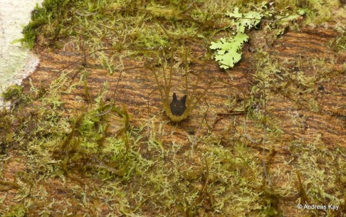 onenicebugperday - Bunny Harvestman, Metagryne bicolumnata,...