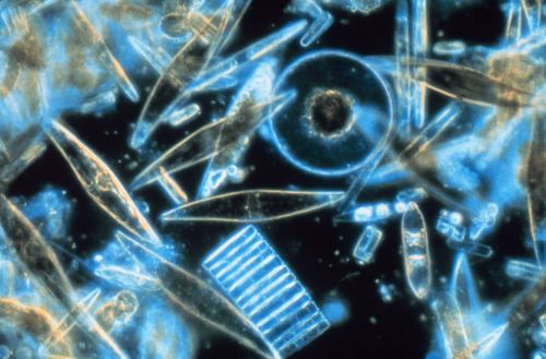 05/09/2020 Diatoms build themselves shells of iridescent silica, pretty much the same stuff opals ar