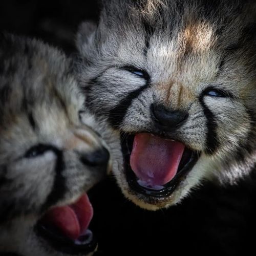 Photo by @ali_saifaldeen Baby cheetah cub. #wild #nature #wildlife #animals #natures #cheetah #cheet