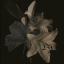 ennorath1