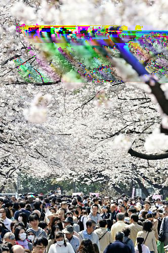 glitchnews:  多くの花見客でにぎわう上野公園（２９日午前、東京都台東区で）＝吉岡毅撮影