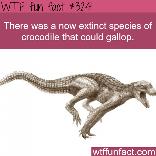 found-liquorstore-and-drank-itt:  pharaohpfeil:  suricattus:  wtf-fun-factss:  Crocodile