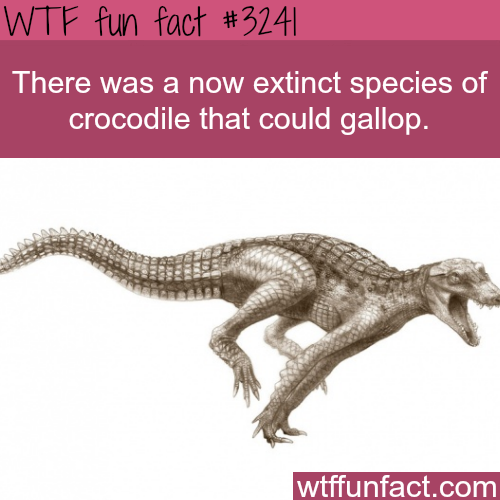 suricattus:wtf-fun-factss:Crocodile species that could gallop -  WTF fun factsSometimes, you just wa