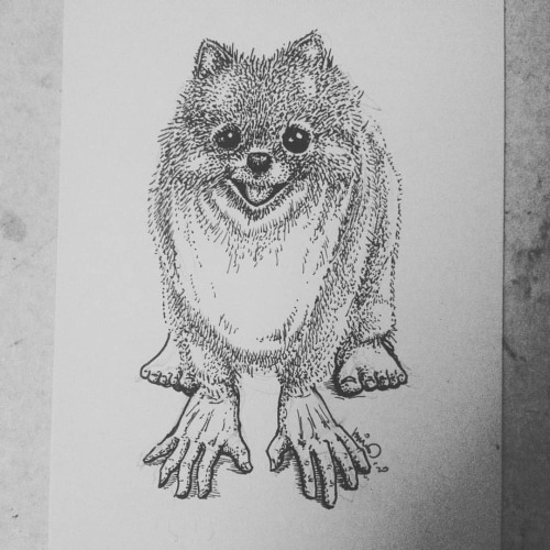 No ragrets. . . . . . #myart #lineart #blackandwhite #pomeranian #dog #pom #dogsofinstagramhttps:/