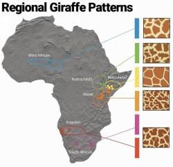 izyurfimenipaflanyant:  gayerluke:  what-hos-there:  gnosticgnoob:  The whole time still we had live giraffes walking around I never noticed they had different patterns  WHAT   