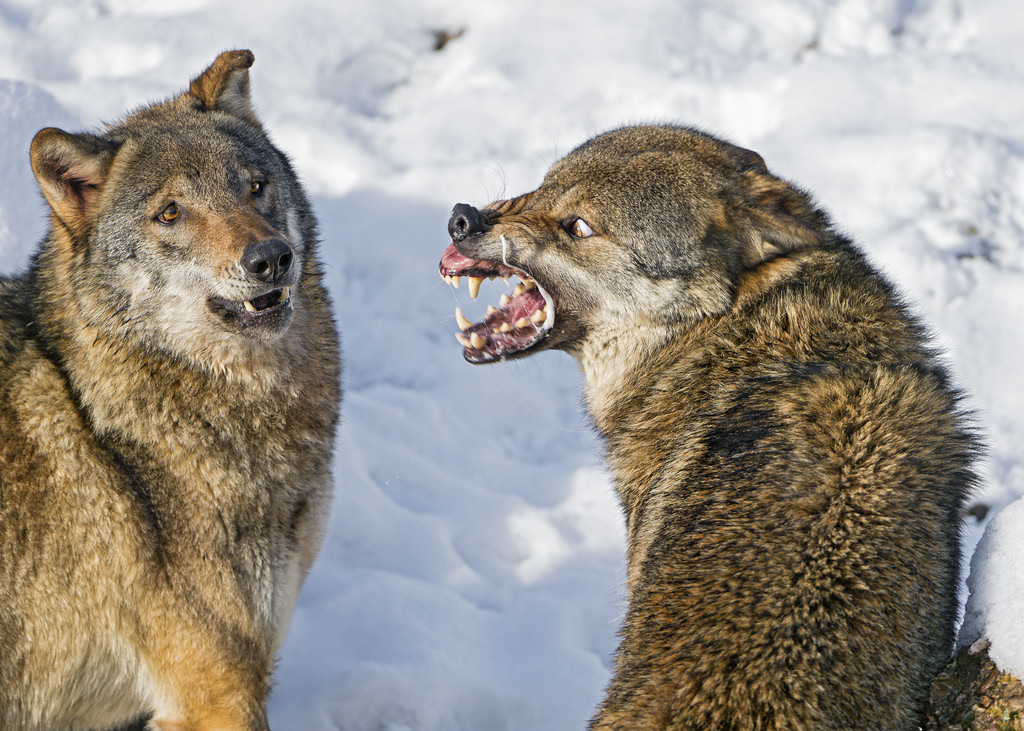 mrpunchinello:  werewolfstripclub:  I’m looking for wolf reference photos but I’ve