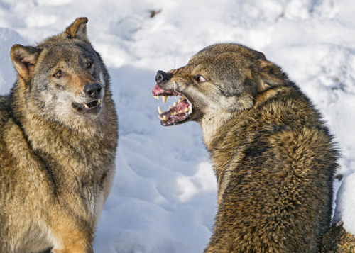 mrpunchinello:werewolfstripclub:I’m looking for wolf reference photos but I’ve never bee