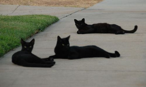 redlipstickresurrected:Chris Yarzab (based Arleta, CA, USA) - 1: Four Black Cats on the Sidewalk, 20