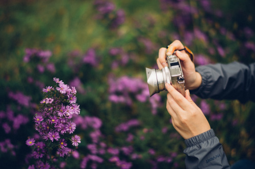 lovely flowers