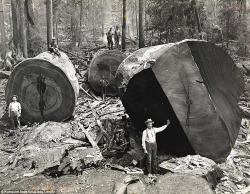 Aw Ericson - Humboldt County, Californie, 1915.